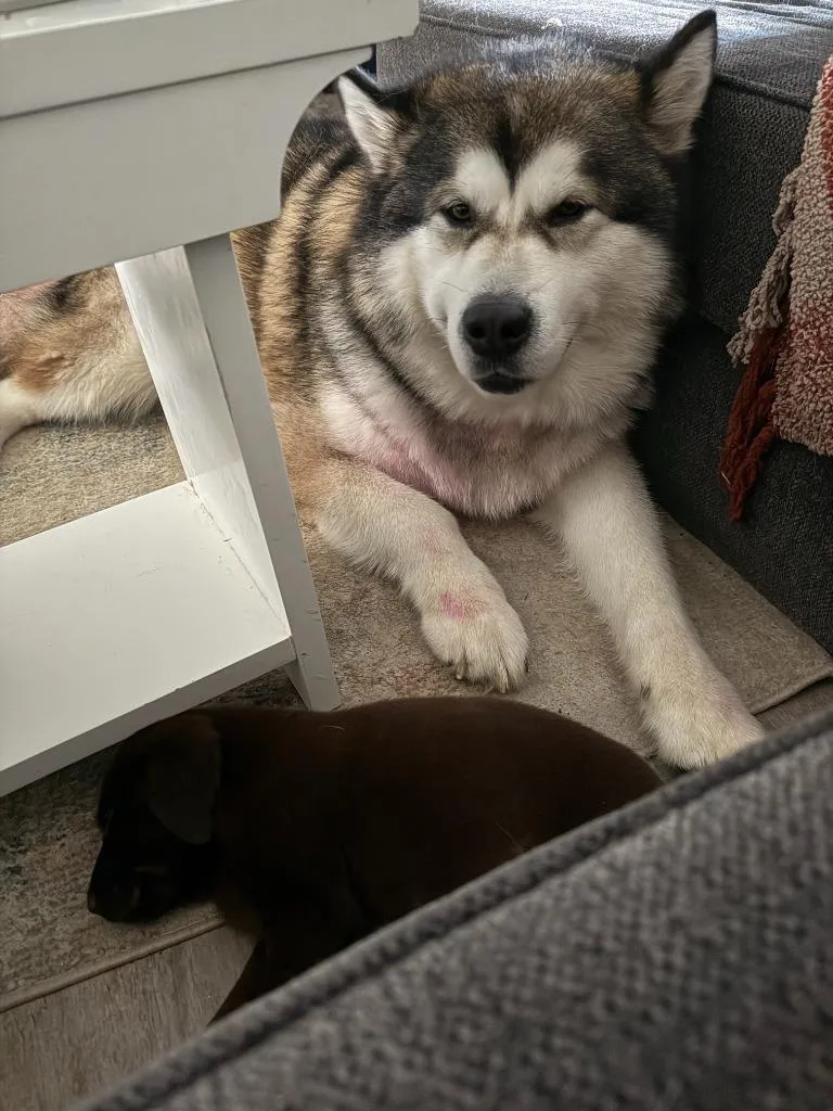Kodiak
