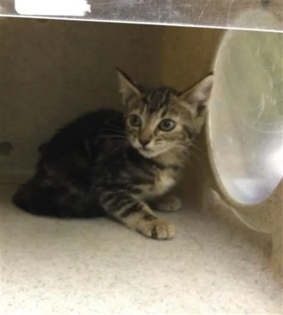 A baby small-sized female Domestic Short Hair cat named Tabitha for adoption in Riverside, CA