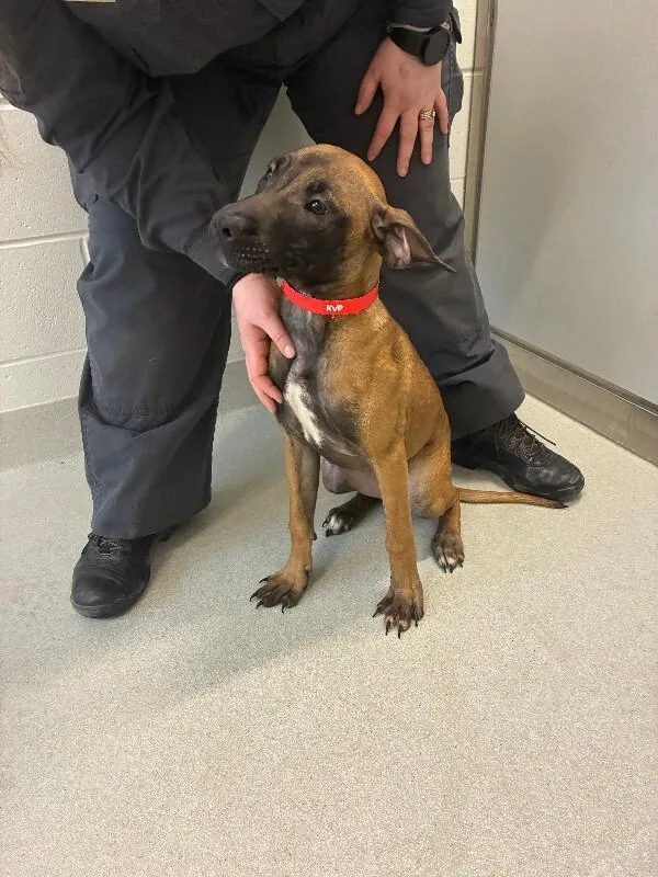 A young medium-sized female Mixed Breed dog named Aida for adoption in Rochester, NY