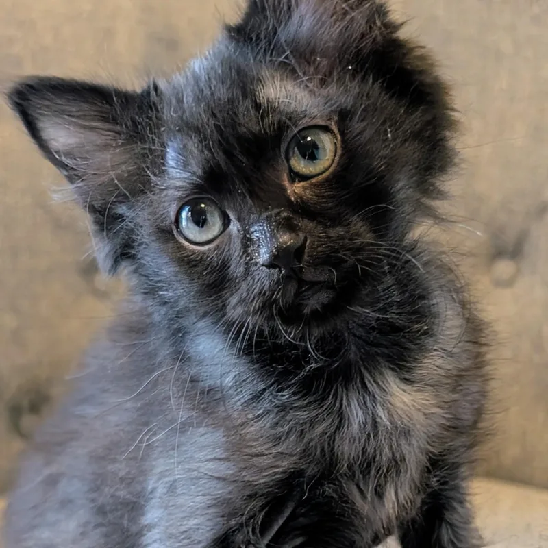 A baby small-sized male Black Domestic Long Hair cat named Brutus KreftGutierrez for adoption in Morrison, CO