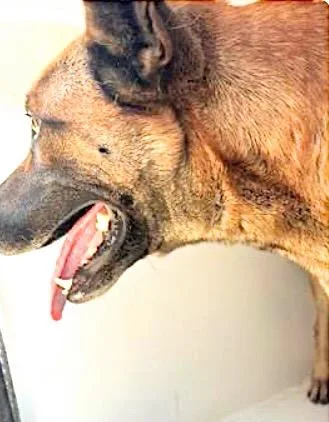 An adult large-sized male Belgian Shepherd / Malinois dog named A for adoption in Houston, TX