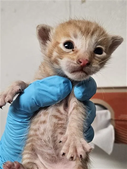 A baby small-sized male Domestic Short Hair cat named Concha for adoption in Bakersfield, CA