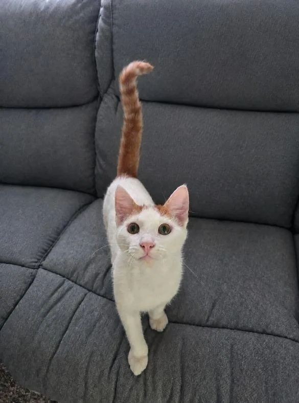 A baby small-sized male Domestic Short Hair cat named Echo for adoption in Wheaton, IL