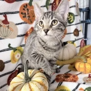 A baby small-sized male Tabby (Brown / Chocolate) Domestic Short Hair cat named Maverick for adoption in Rochester, MN