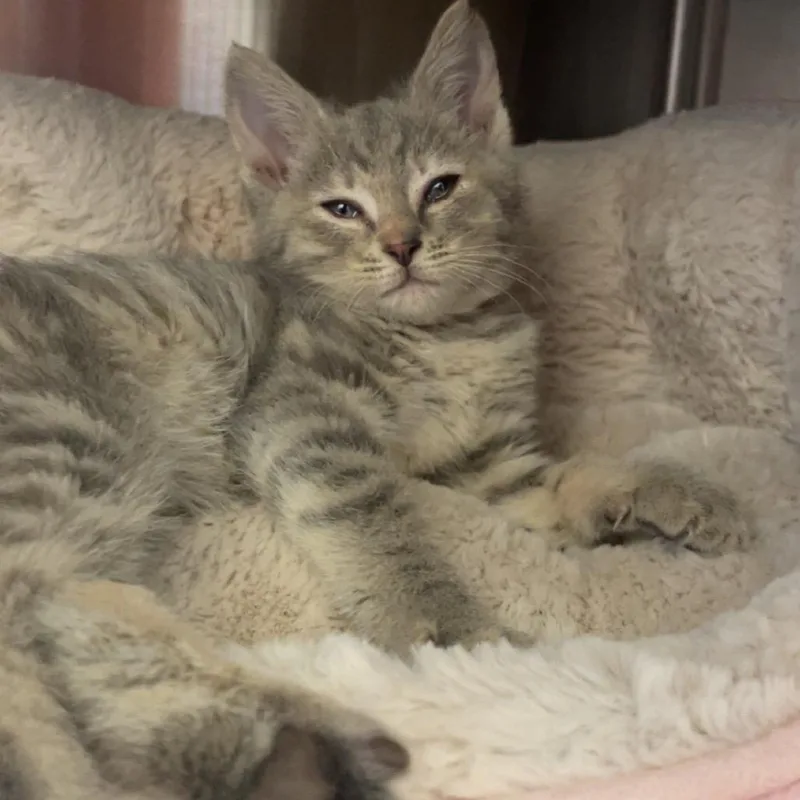 A baby small-sized female Gray / Blue / Silver Domestic Short Hair cat named Zara for adoption in Nashville, IN