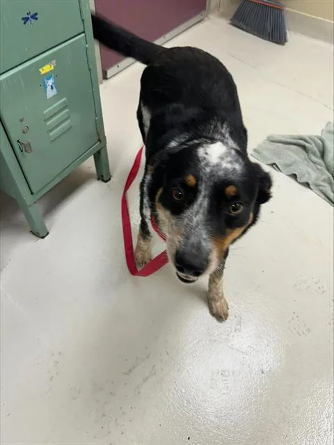A young medium-sized female Australian Cattle Dog / Blue Heeler dog named Kelsey for adoption in Santa Cruz, CA
