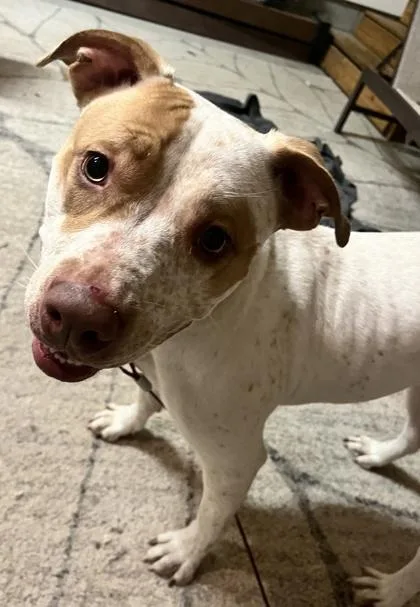 Bella Lory thumbnail 2