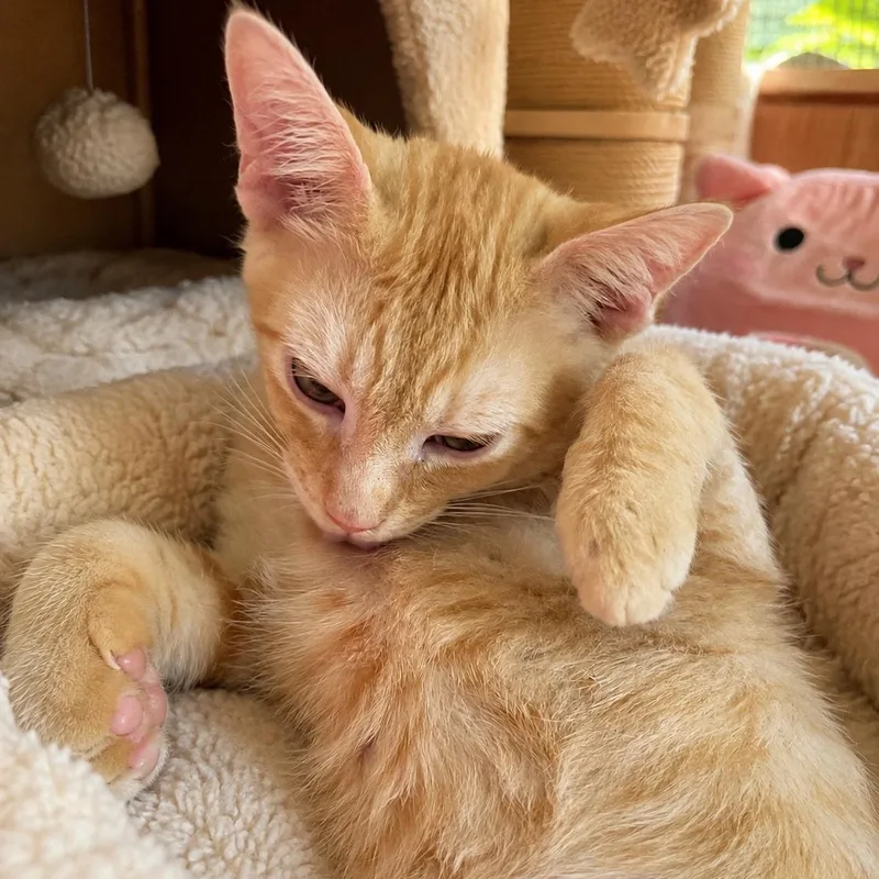 A baby small-sized male Domestic Short Hair cat named Buttercup Star for adoption in Houston, TX
