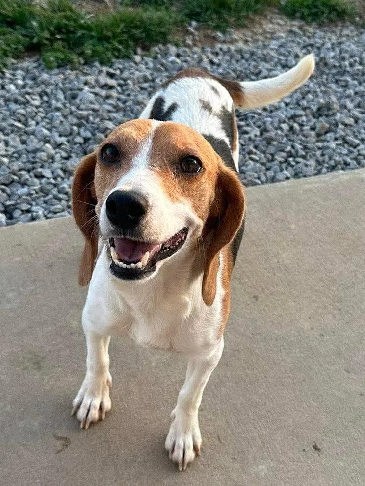 An adult small-sized female Beagle dog named Cheerios for adoption in Steeleville, IL