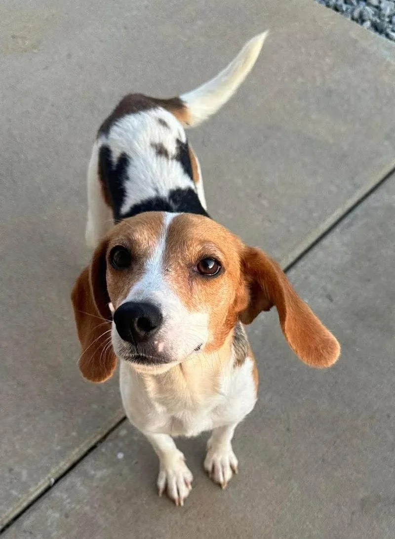 Cheerios thumbnail 2