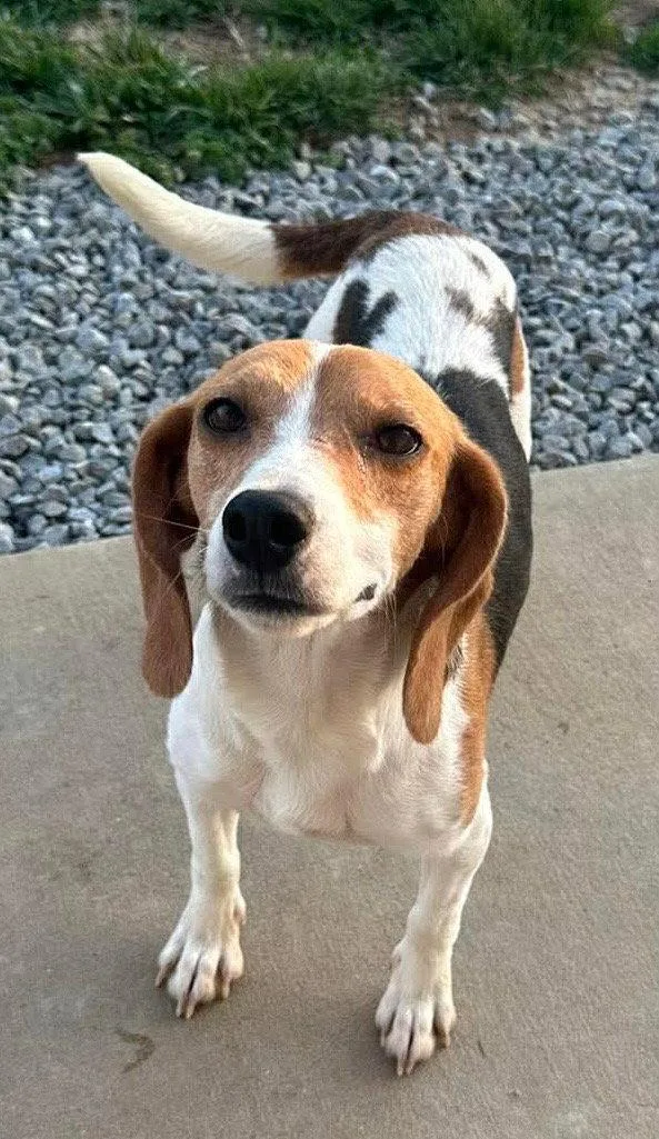 Cheerios thumbnail 3