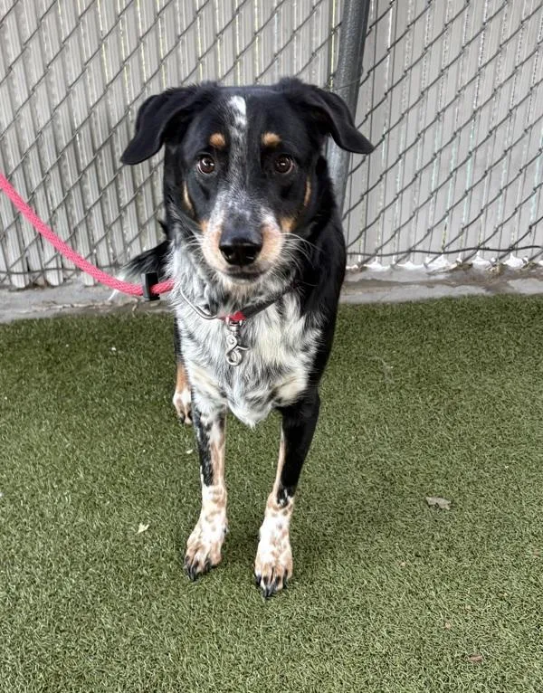 An adult large-sized male Border Collie dog named Patrick for adoption in Salt Lake City, UT