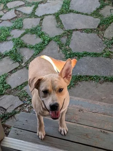A young medium-sized male Yellow / Tan / Blond / Fawn Labrador Retriever dog named Happy Jack for adoption in Liverpool, TX
