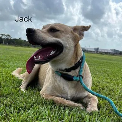 Happy Jack thumbnail 4
