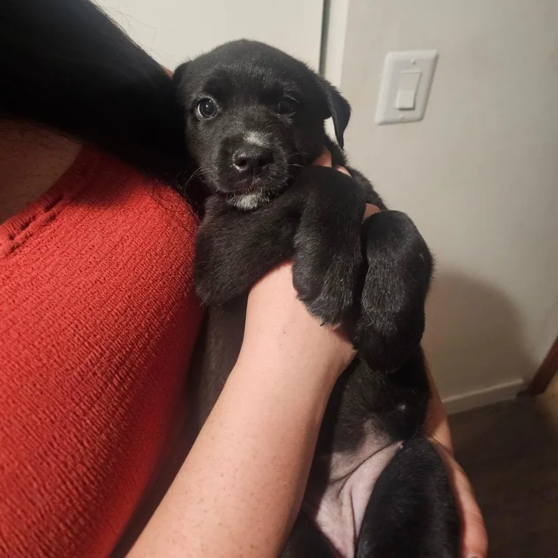 A baby medium-sized female Black Belgian Shepherd / Malinois dog named Misha for adoption in Oceanside, CA