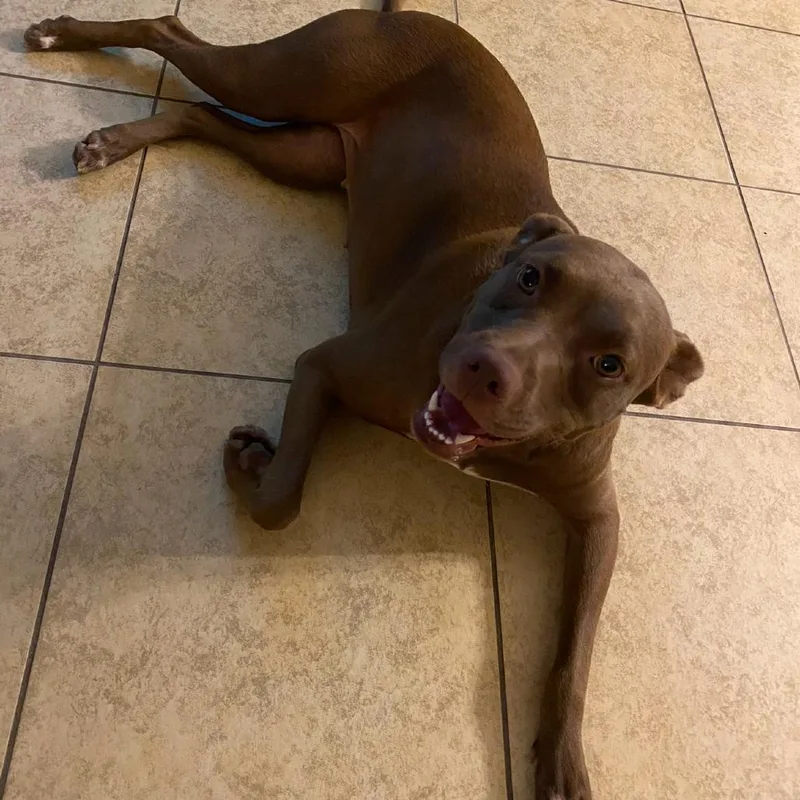 An adult small-sized female Brown / Chocolate Pit Bull Terrier dog named Baby for adoption in Enterprise, AL