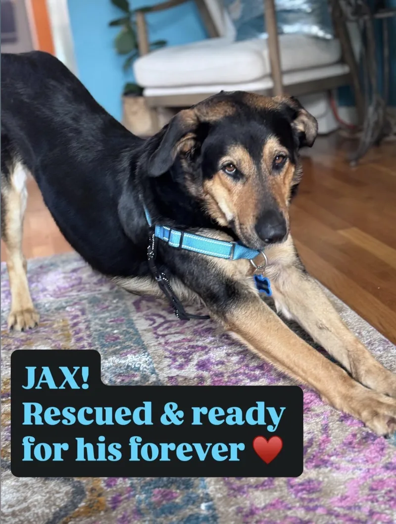 An adult large-sized male Black Shepherd dog named Jax for adoption in Carlsbad, CA