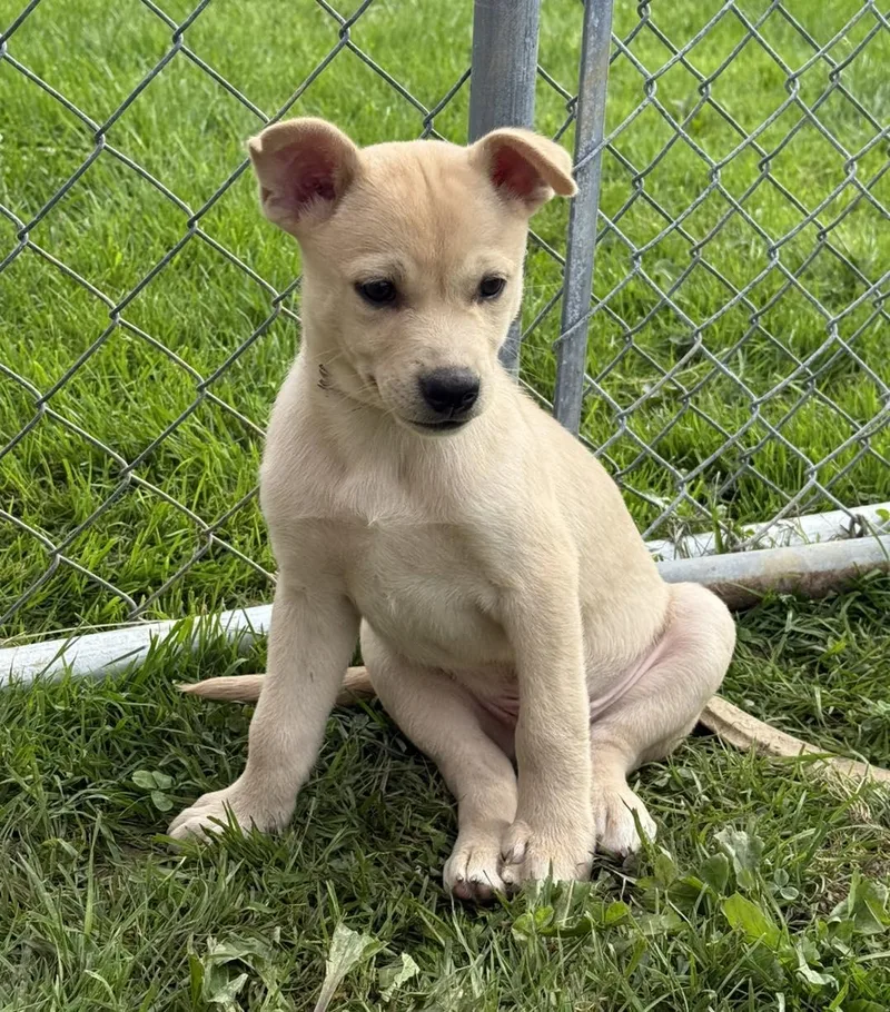 A baby small-sized male Husky dog named Soap for adoption in Stahlstown, PA