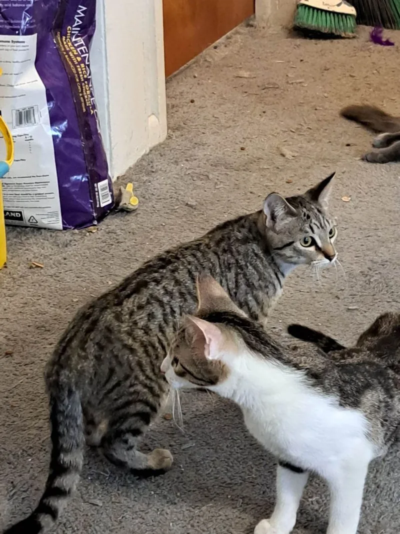 Muffin Jones thumbnail 2