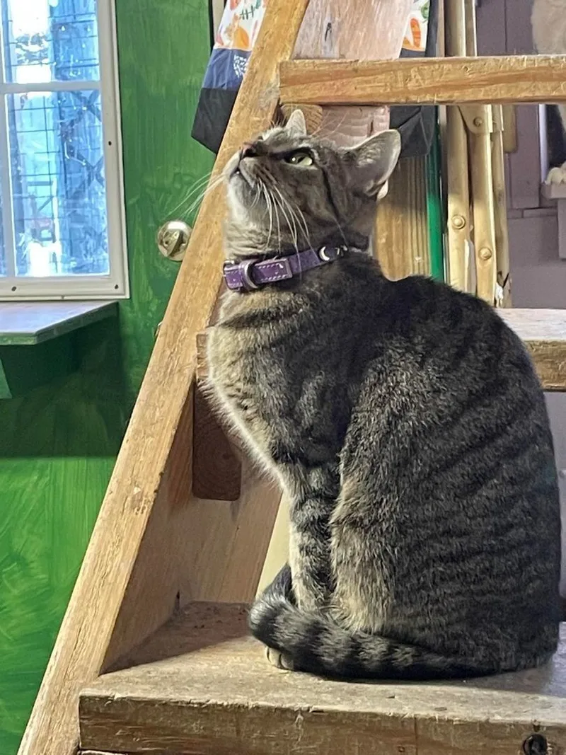 Muffin Jones thumbnail 3