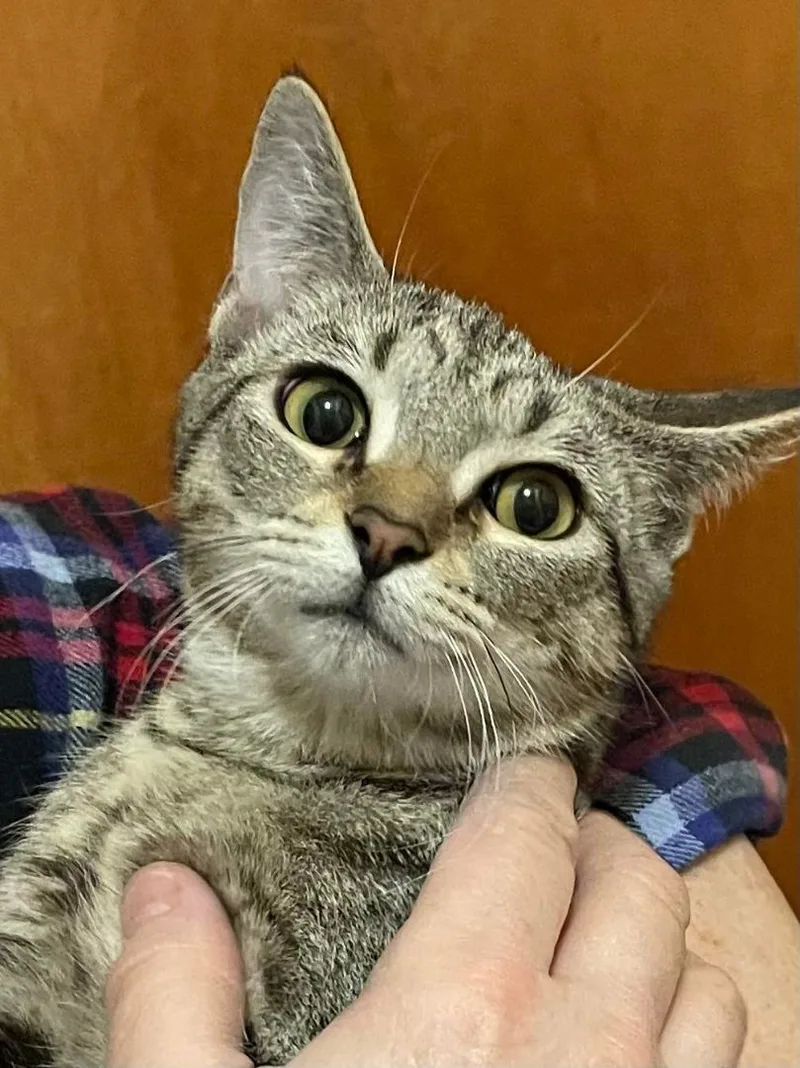 Muffin Jones thumbnail 4