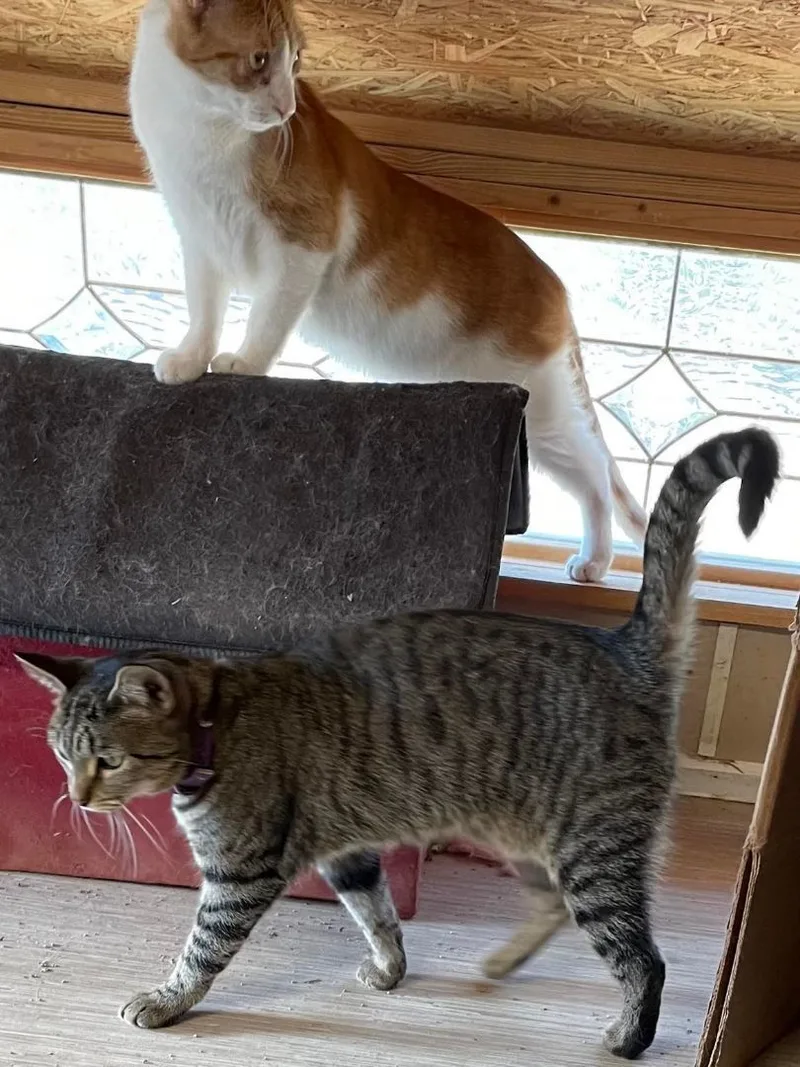 Muffin Jones thumbnail 5