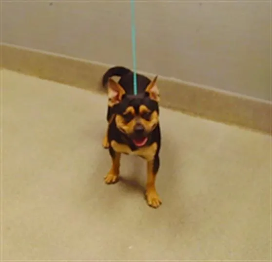 A young medium-sized male Pit Bull Terrier dog named Chico for adoption in Las Vegas, NV