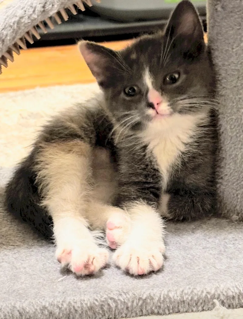 A baby medium-sized female Dilute Calico Domestic Short Hair cat named Ronnie for adoption in Reeseville, WI