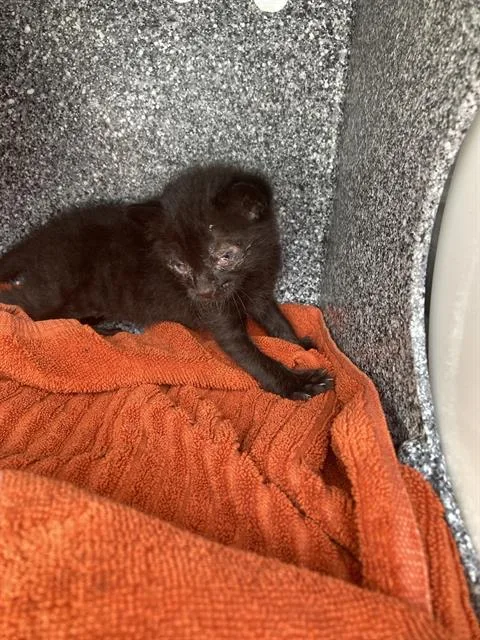 A baby small-sized male Domestic Short Hair cat named Bryce for adoption in Dallas, TX