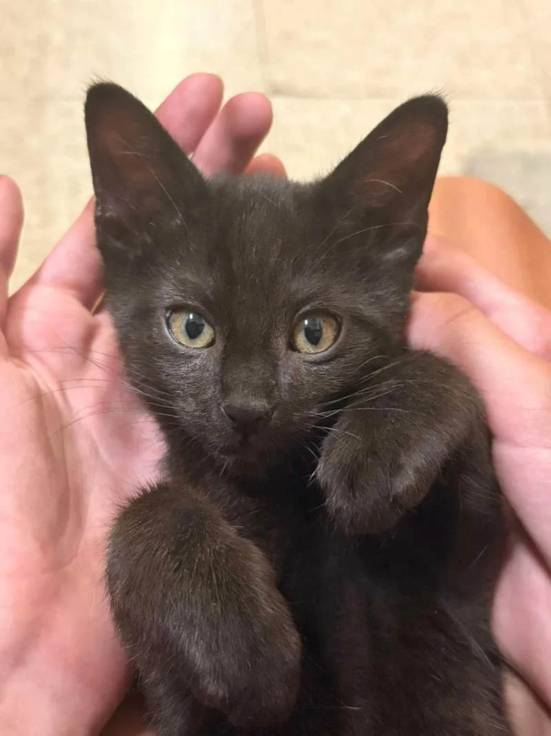 A baby medium-sized male Black Domestic Short Hair cat named Merry Of The Shire for adoption in Chandler, AZ