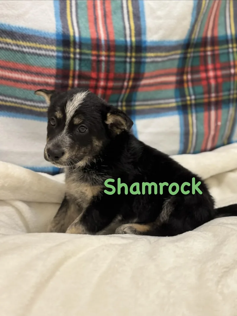 Shamrock