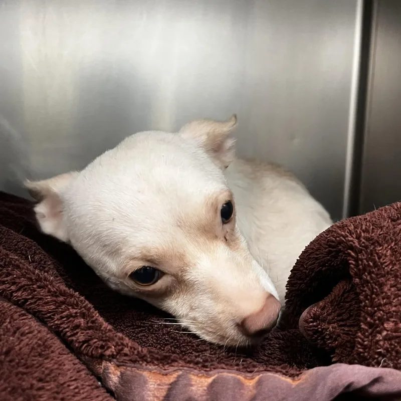 An adult small-sized female White / Cream Chihuahua dog named Lace for adoption in Lakeland, FL
