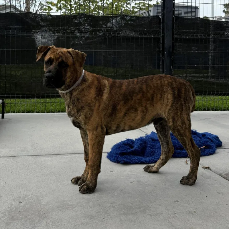A baby medium-sized male Brindle Pit Bull Terrier dog named Youppi for adoption in Long Beach, CA