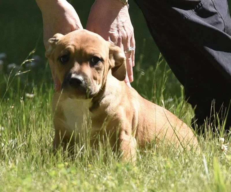 Rocco