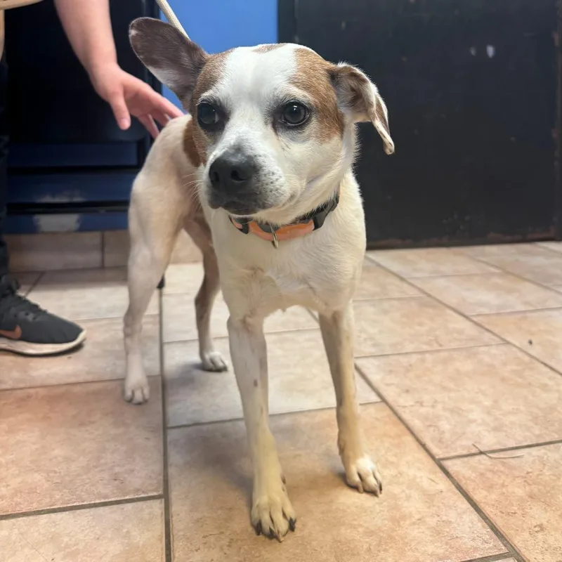 An adult small-sized male White / Cream Mixed Breed dog named Bo for adoption in Saint Charles, MO