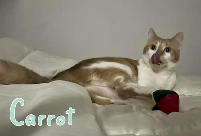 Carrot thumbnail 3