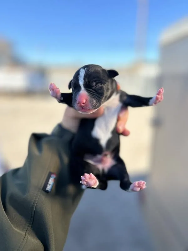 A baby small-sized male Pit Bull Terrier dog named Apollo for adoption in Victorville, CA