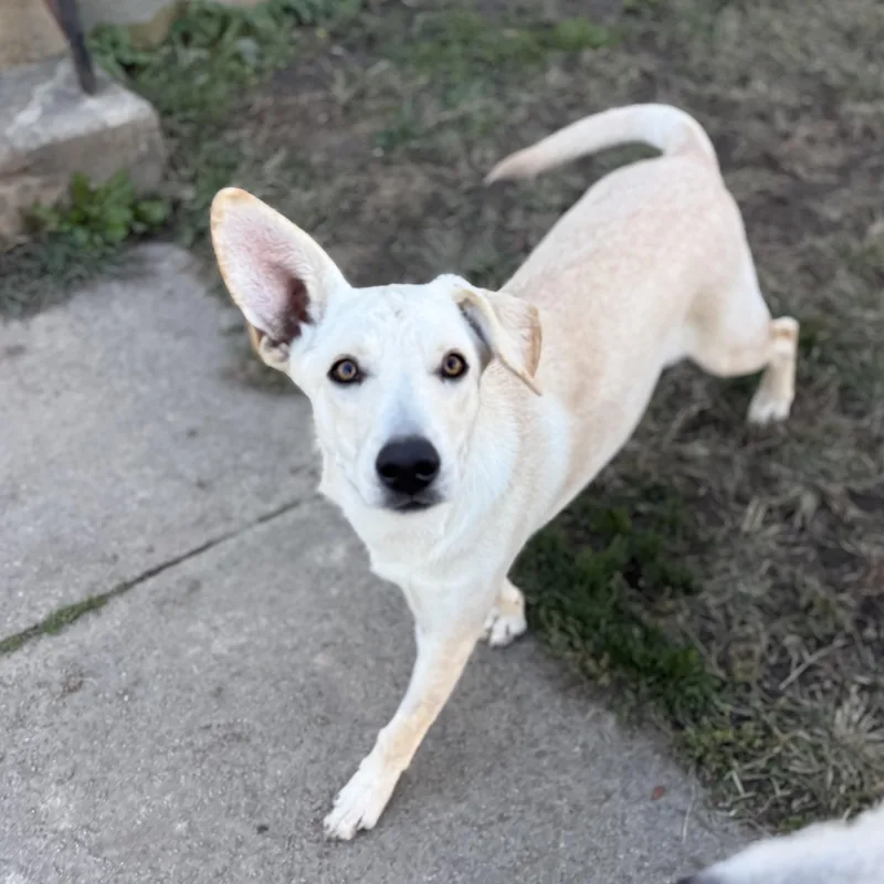 A baby medium-sized female White / Cream German Shepherd Dog dog named Rally for adoption in Amarillo, TX