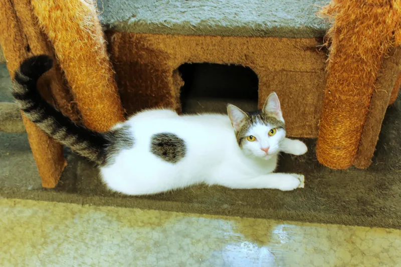 A young medium-sized male White Domestic Short Hair cat named Roberto for adoption in Urbana, OH