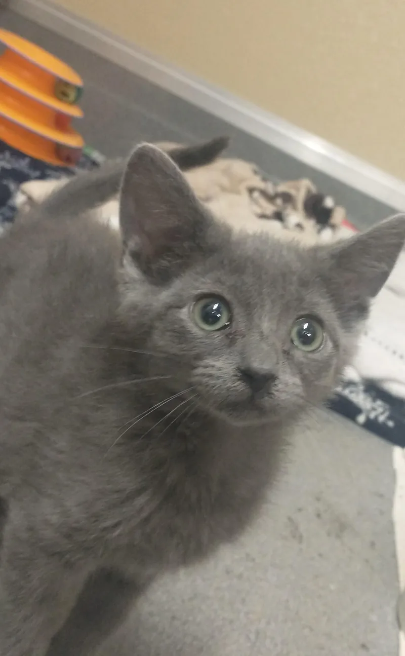 A baby medium-sized female Gray / Blue / Silver Domestic Short Hair cat named Maizie for adoption in Tomah, WI