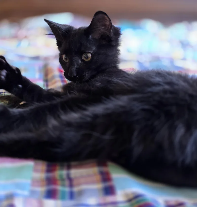 A baby medium-sized female Black Bombay cat named Moochi for adoption in Los Angeles, CA