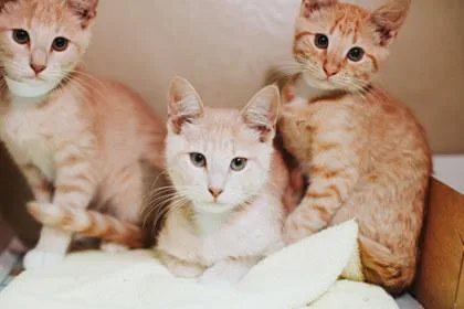 A young small-sized male Domestic Short Hair cat named A Apricotdolittle`s West Ashley for adoption in North Charleston, SC