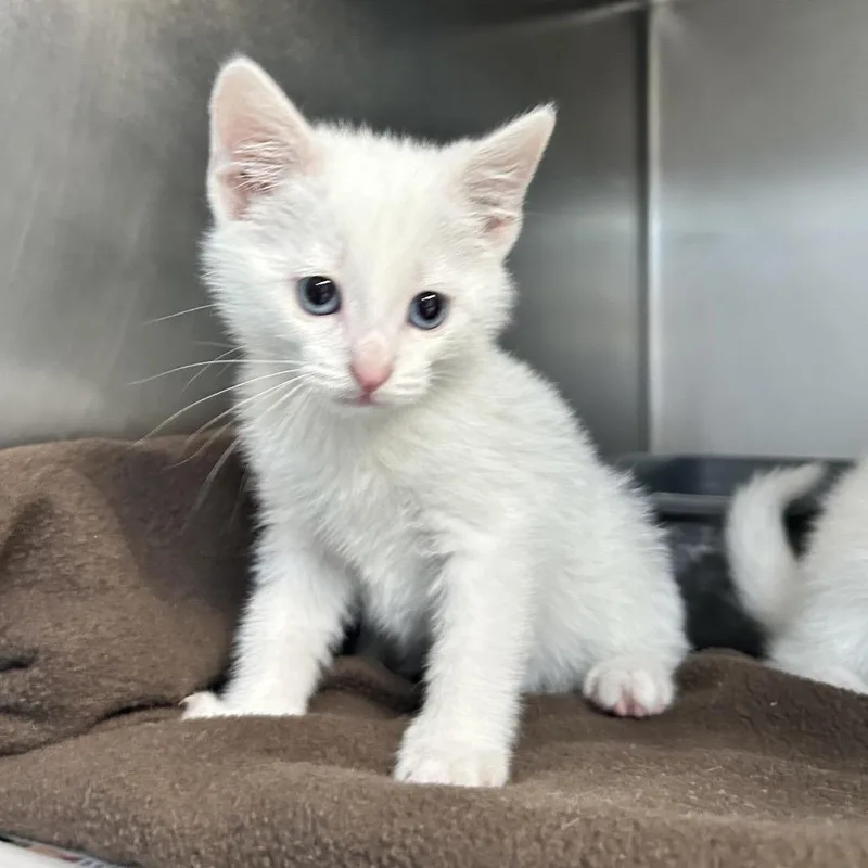 A baby small-sized male White Domestic Short Hair cat named White Snake for adoption in Newport, NC