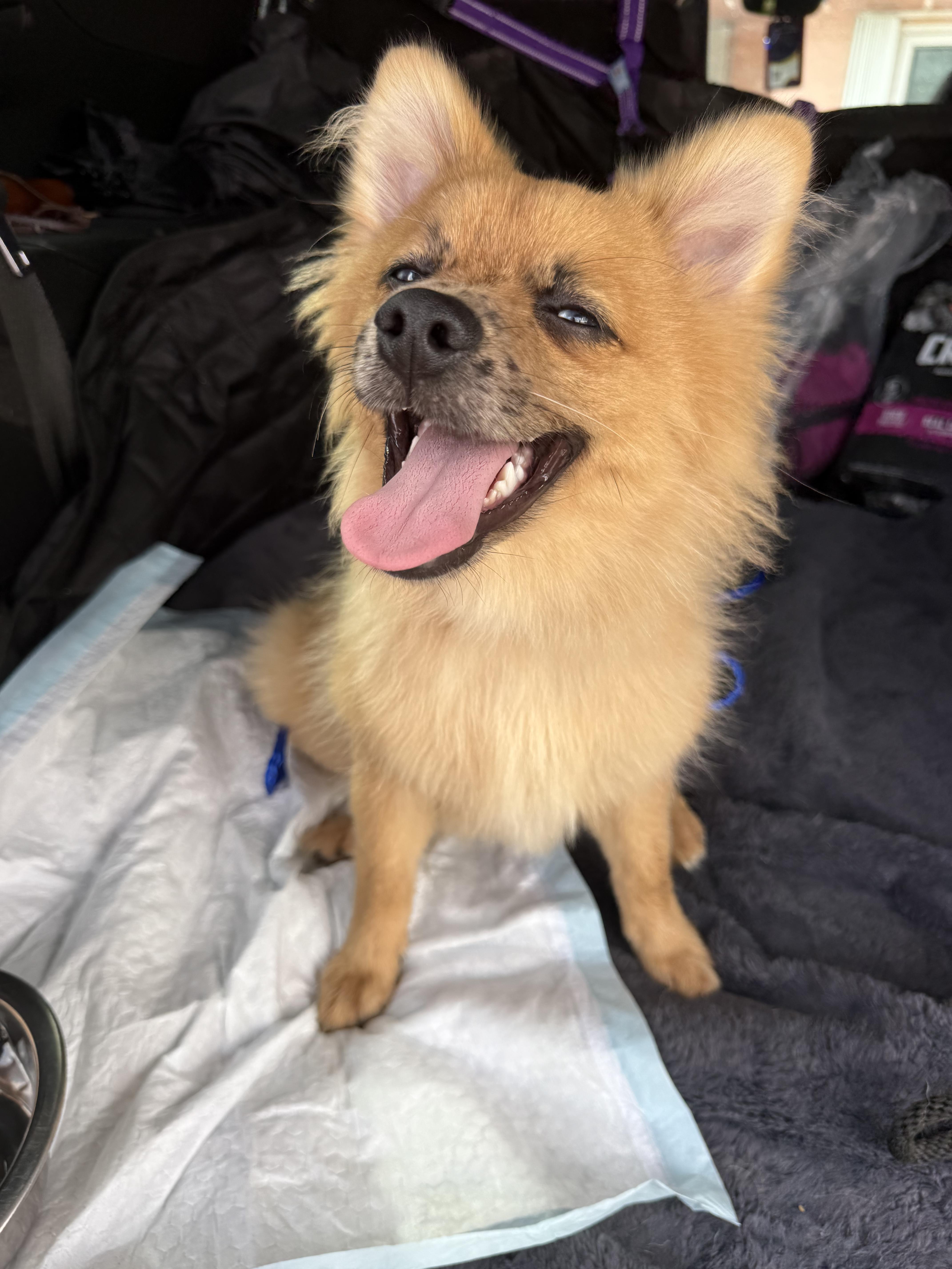 A baby small-sized male Pomeranian dog named Leo for adoption in North Miami, FL