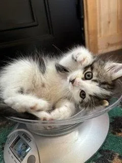 Pesto thumbnail 3
