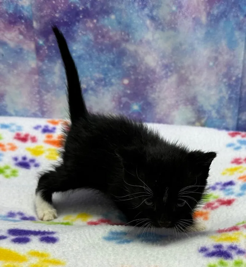 A baby small-sized male Domestic Short Hair cat named Isaiah for adoption in Washington Court House, OH