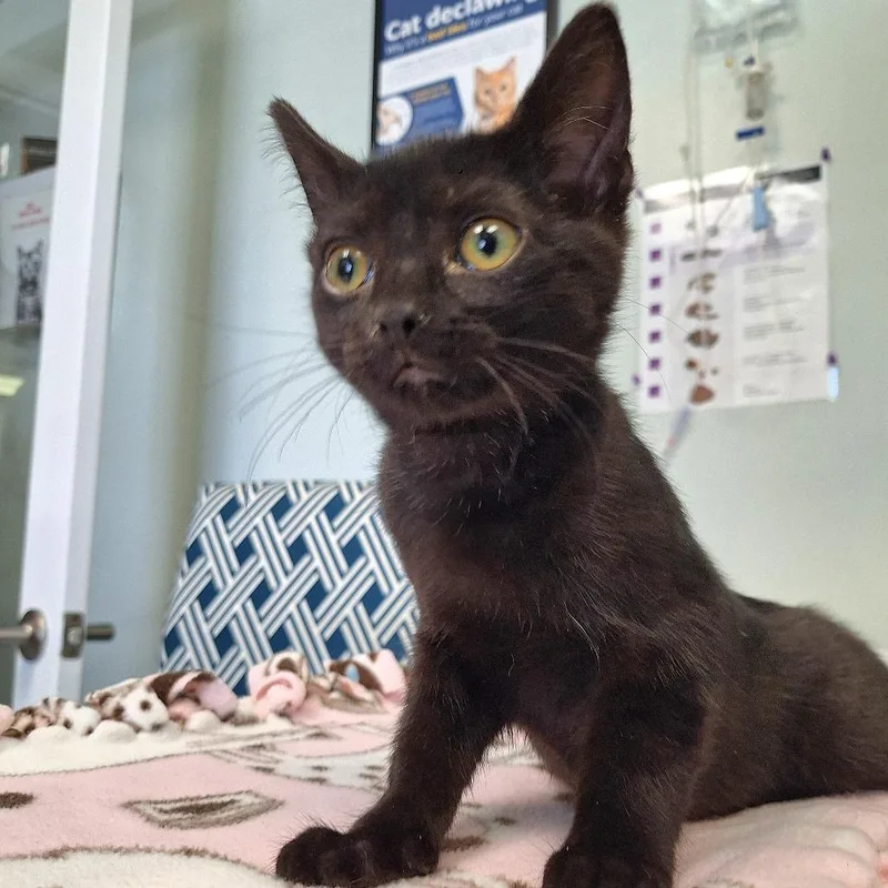 A baby small-sized male Domestic Short Hair cat named Rafa for adoption in Cumming, GA