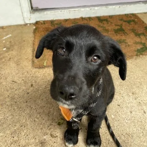 A baby medium-sized female Black Golden Retriever dog named Lolly Ice for adoption in Madison, WI