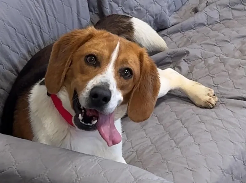 A young medium-sized male Beagle dog named Blaze for adoption in Ferndale, NY