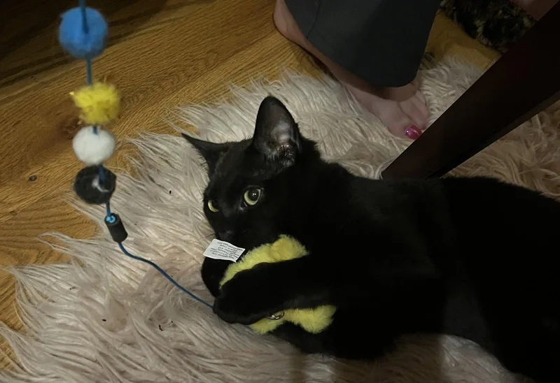 A baby medium-sized male Black Domestic Short Hair cat named Baby Baker for adoption in Brooklyn, NY